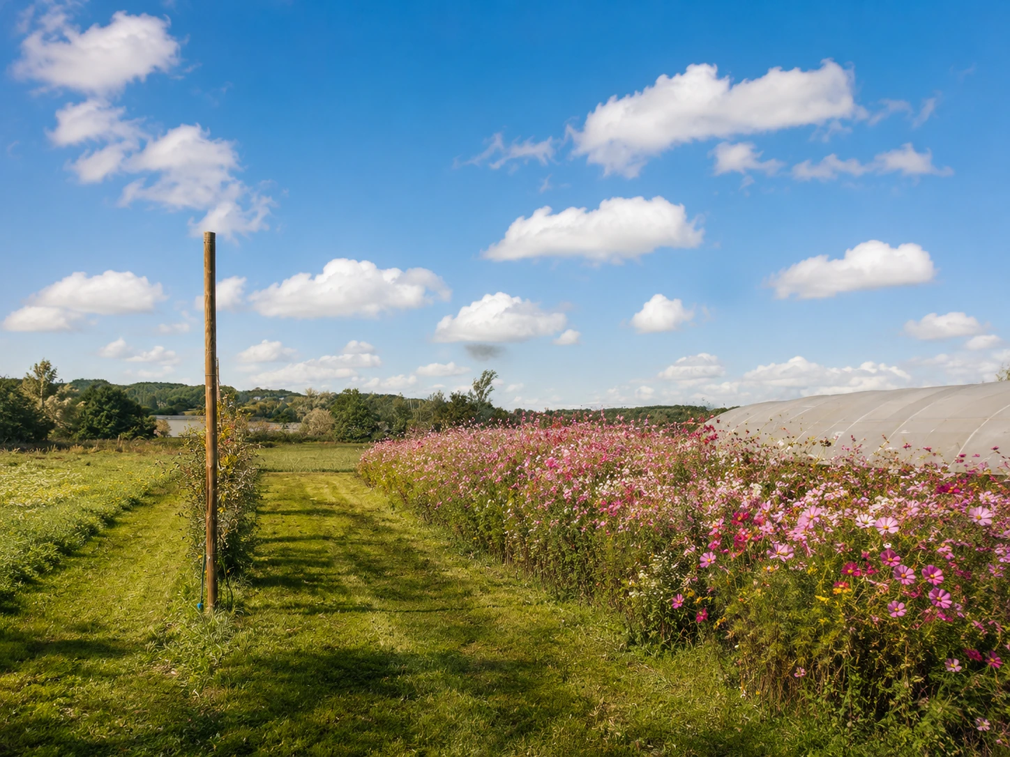 Open countryside land with wildflowers and blue sky